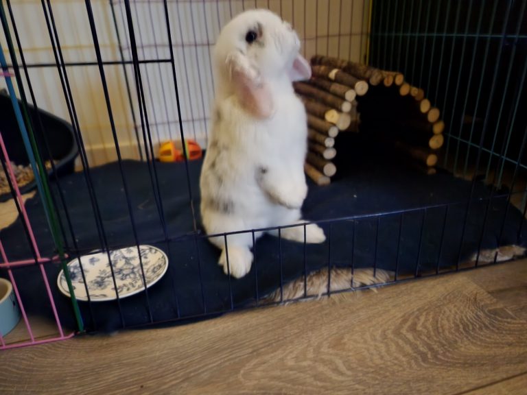 Fluffy is weer terug