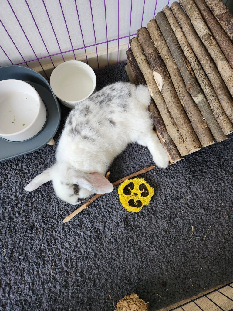 Lief diertje